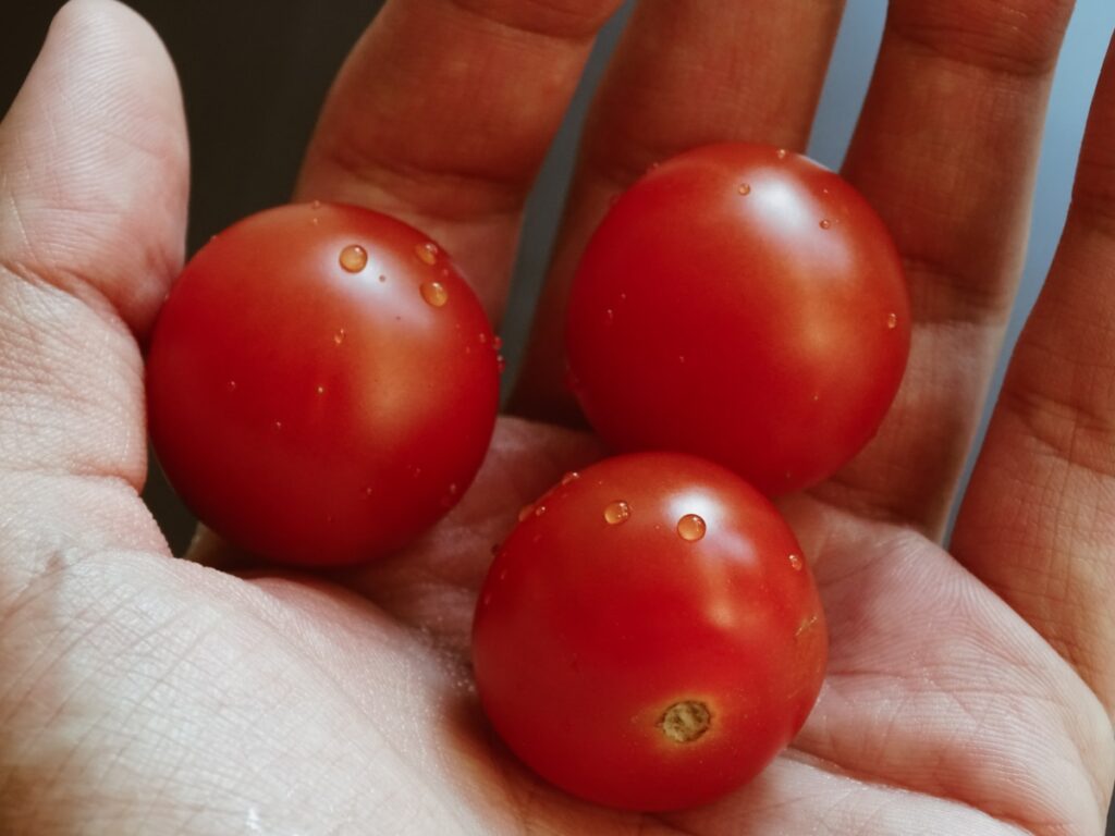 trois tomates dans une main